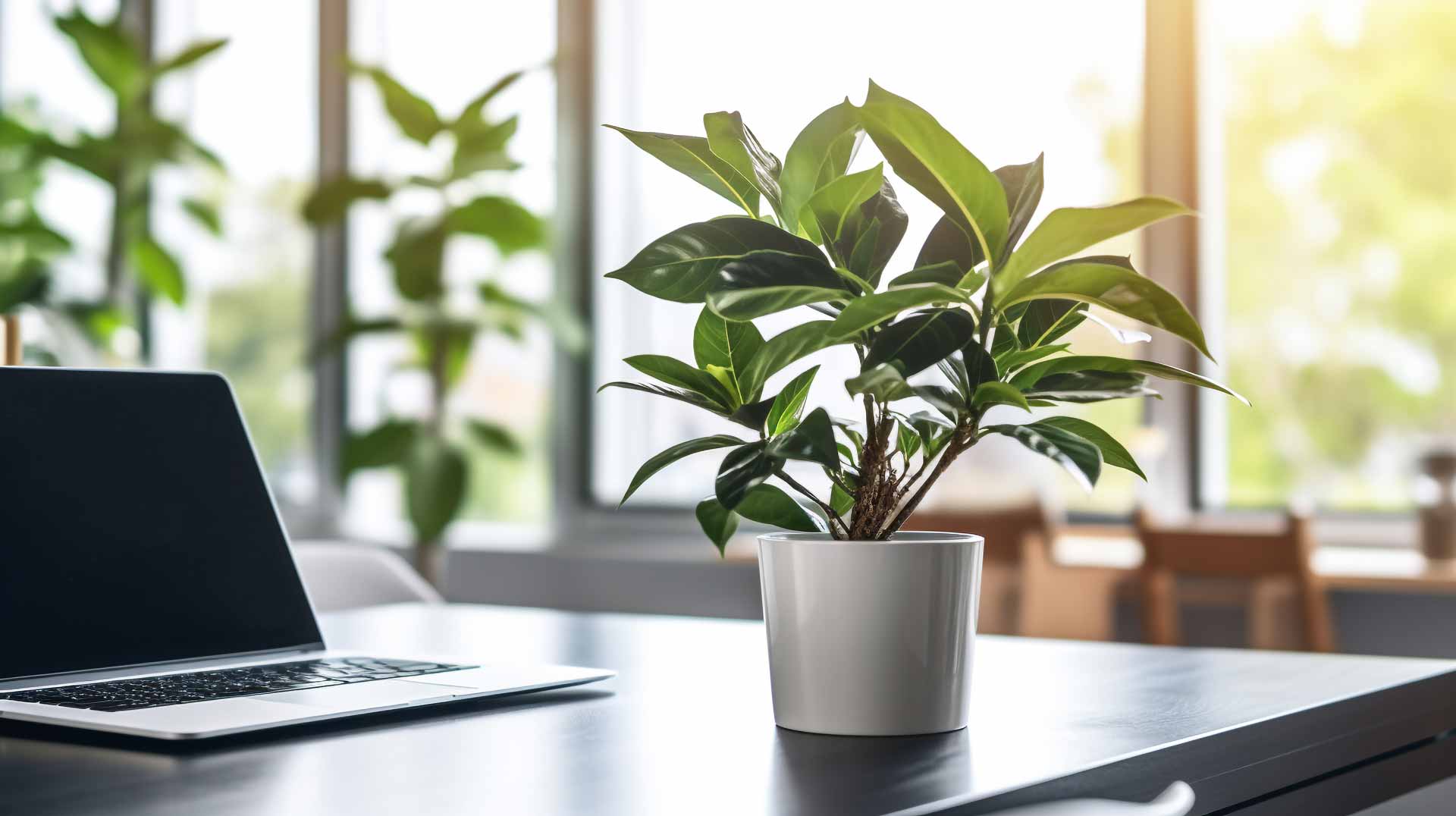 Plant and laptop on desk in bright, clean office space